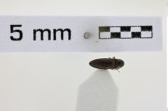 Foto (Dorsalansicht) von Glyphonyx liukuiensis (NHMW-ZOO-COL-0008516)